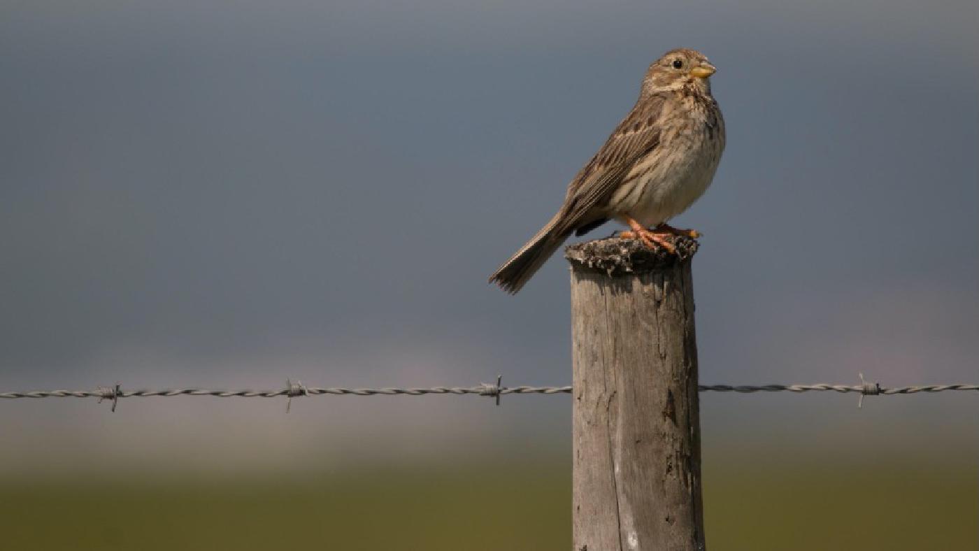 JASMIN helps track the impact of climate change on UK birds